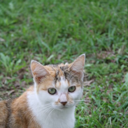 No photo for Scarlett