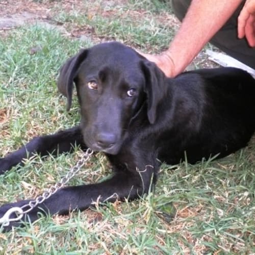 No photo for Buzz   Adoption Pending