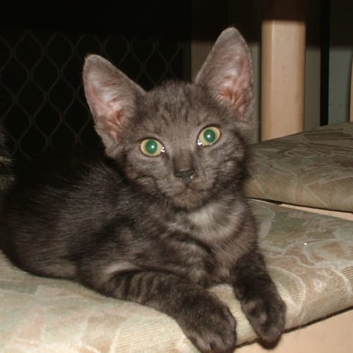 No photo for Thunder