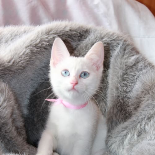 No photo for Blue Angel