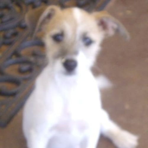 No photo for Fletcher   Adoption Pending.