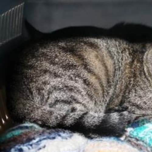 No photo for Bubbles