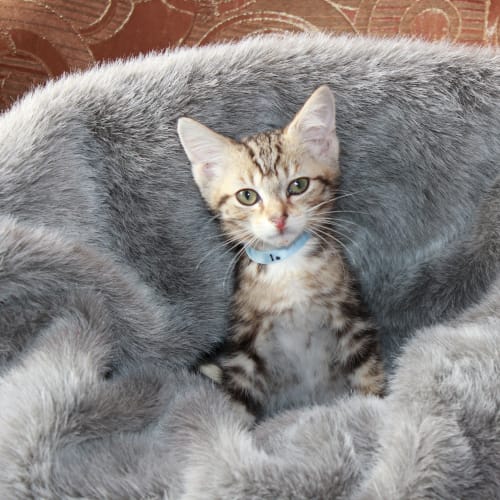 No photo for Pegasus * Adoption Pending*