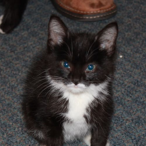 No photo for Felix * Adoption Pending*