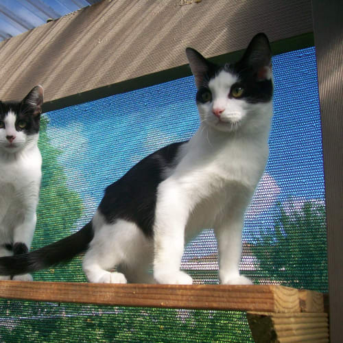 No photo for Tuppence * On Hold *