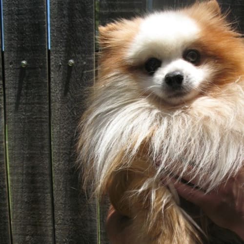 No photo for Wally (Deposit Taken!)