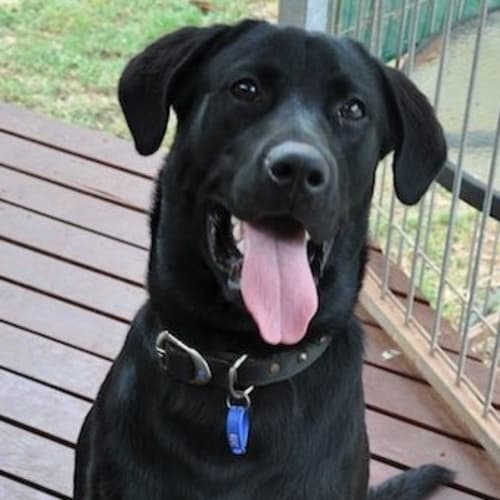 No photo for Kruz (D2034) *Adopted*