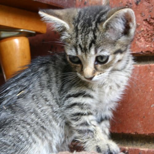 No photo for Tabitha