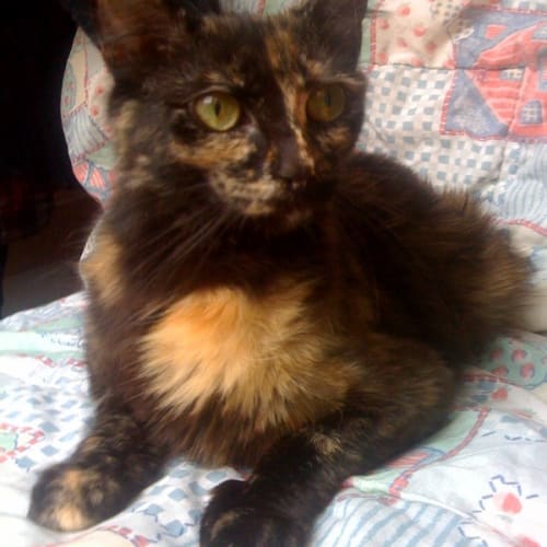 No photo for Jinxy *Adoption Pending*