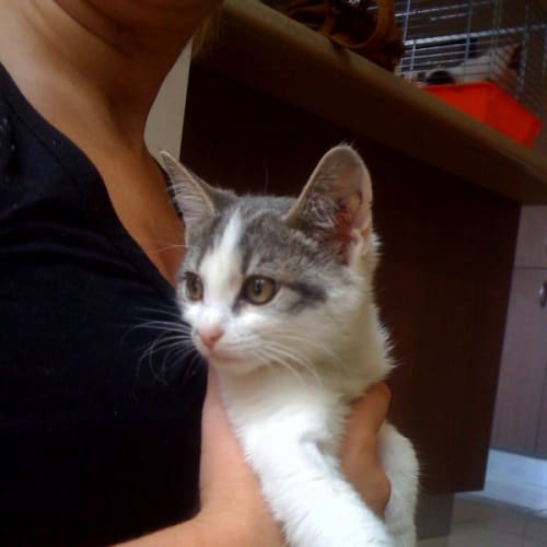 No photo for Chelsea *Adoption Pending*