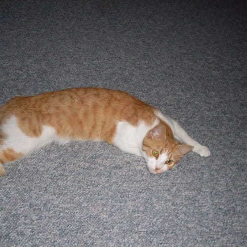 No photo for Little Fe