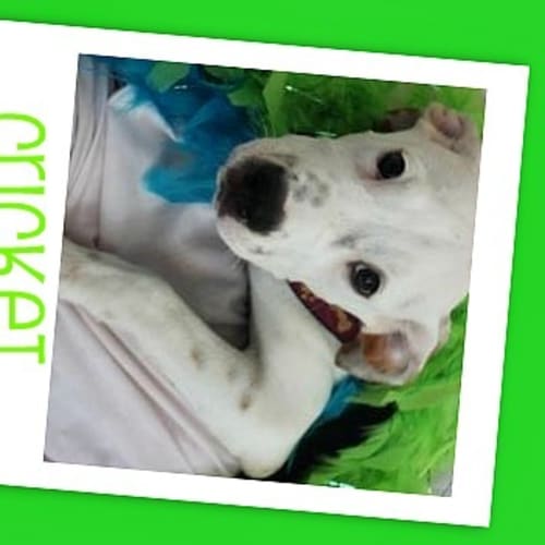 No photo for Cricket