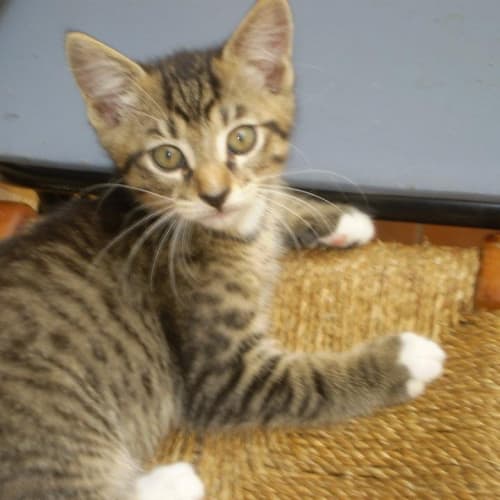 No photo for Link "On Trial With His New Family"