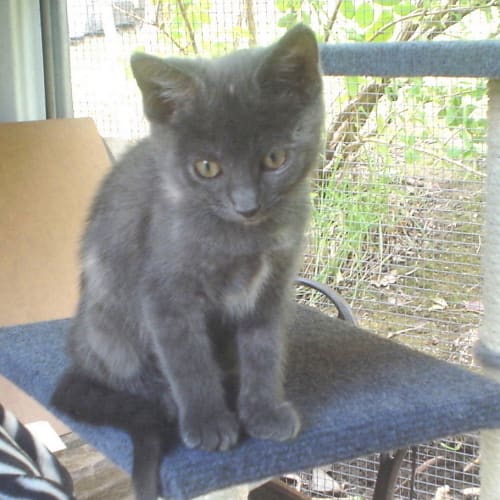 No photo for Beautiful Little Maddie  On Hold Adoption Pending