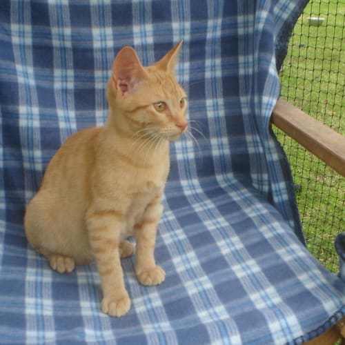 No photo for Sweet Logan