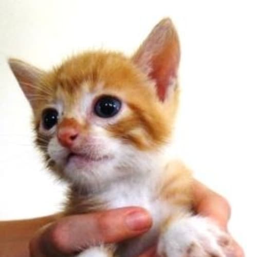 No photo for Buzz C1780