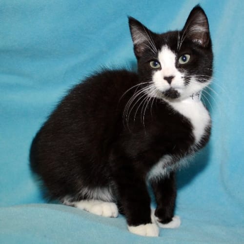 No photo for Windsor