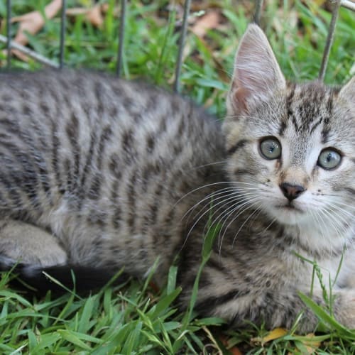 No photo for Henry C