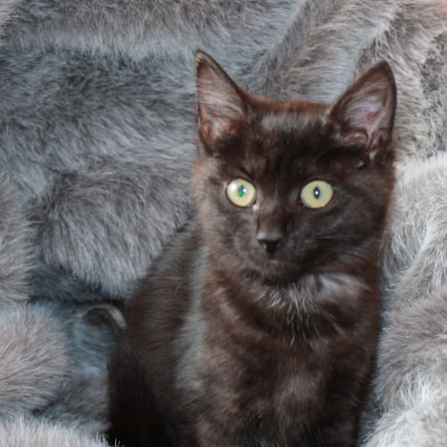 No photo for Black Satin * On Hold*