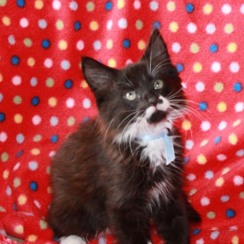 No photo for Mortimer * Adoption Pending*