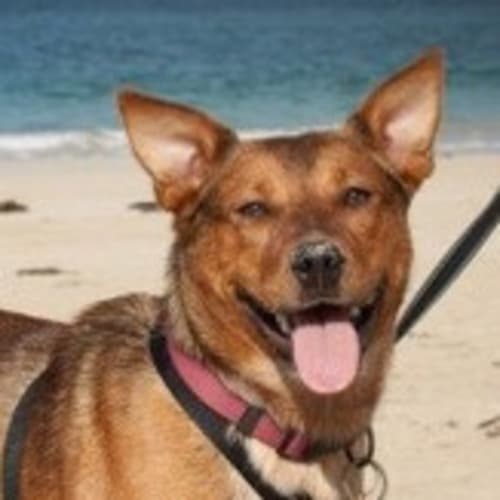 No photo for Rusty (On Trial)
