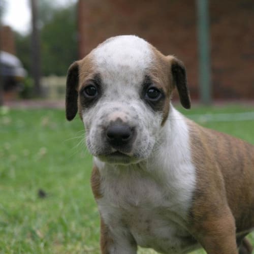 No photo for Angus (On Trial)