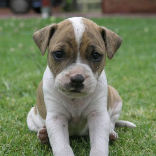 No photo for Barney (On Trial)