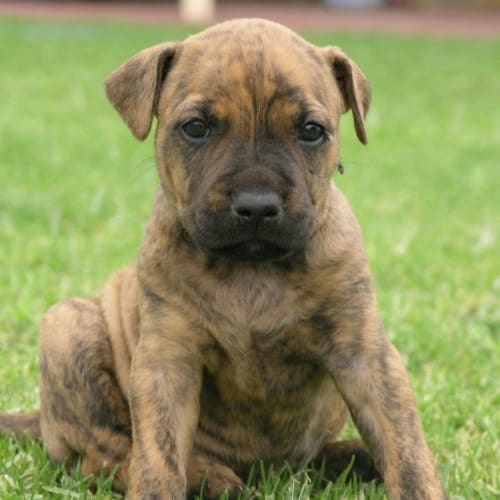 No photo for Annie (On Trial)