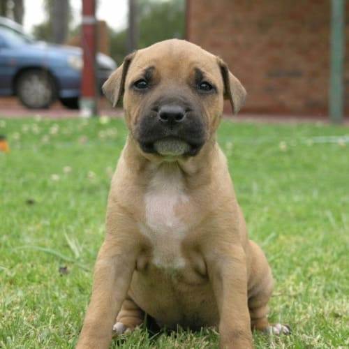 No photo for Bell (On Trial)