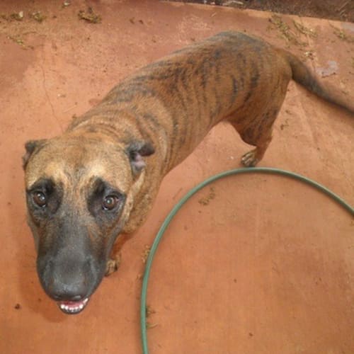 No photo for Rani (Td086)*Adoption Pending*