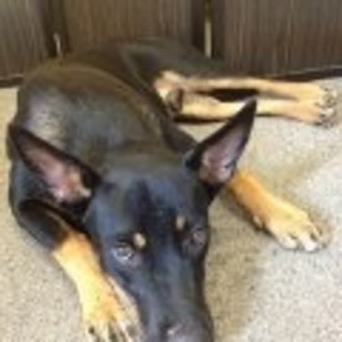 No photo for Charlie 2