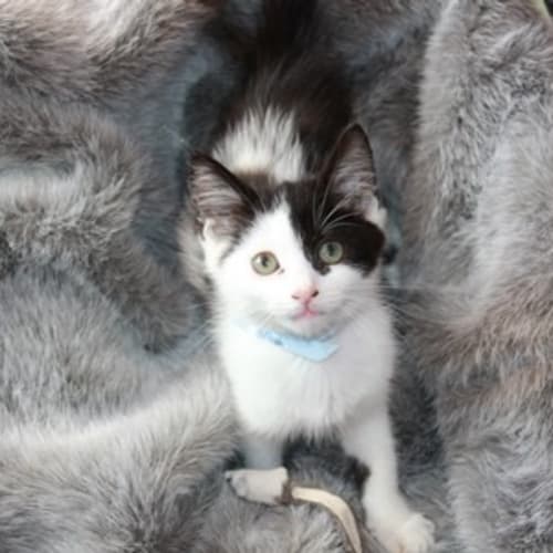 No photo for Pirate Sam * Adoption Pending*