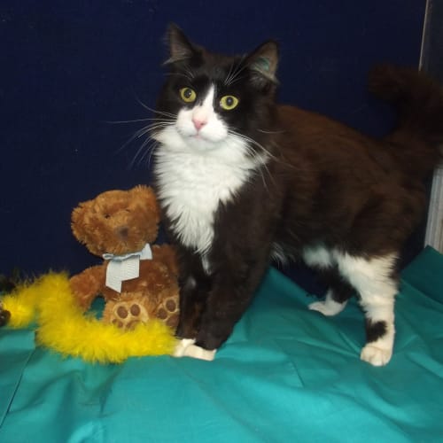 No photo for Sabastian