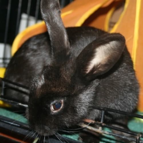 No photo for Tabitha