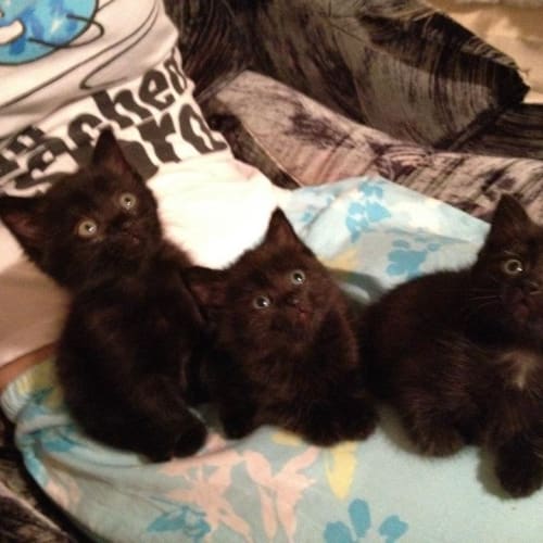 No photo for Juliet, Marley & Dora