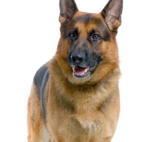 No photo for Now On Trial!    Foster Carer Required!!