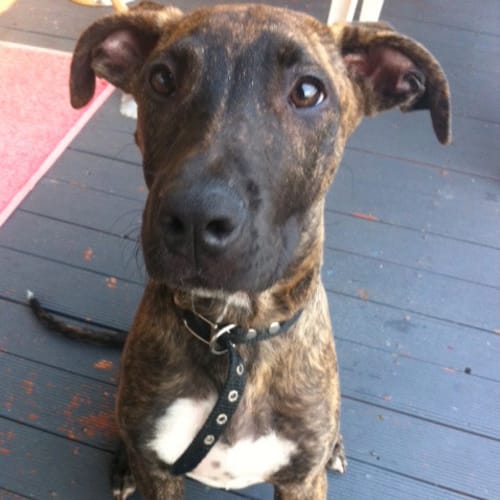 Dozer (On Trial)