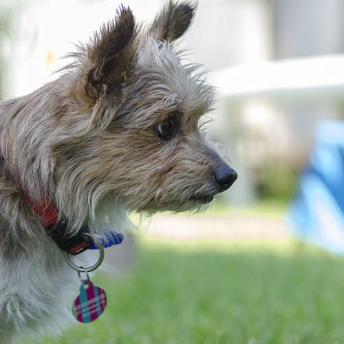 Grandpa ~ 10yo terrier x senior (on trial 15/03/17
