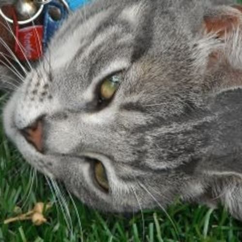 No photo for Fergus **Adoption Pending**