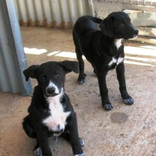 No photo for Bill And Ben   Adoption Pending