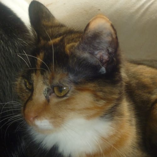 Midge ($80 Reduced Price for June)