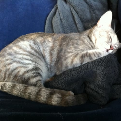 No photo for **On Trial With My New Family** Cupcake