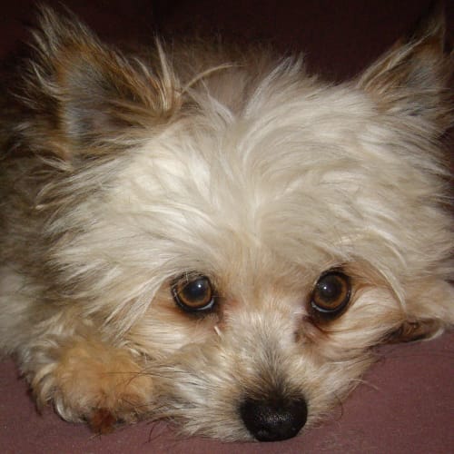 No photo for Gizmo