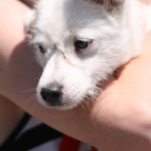 No photo for Hercules