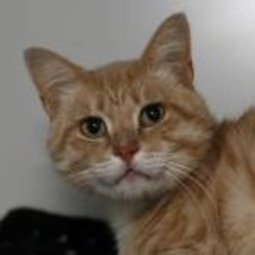 No photo for Mustard