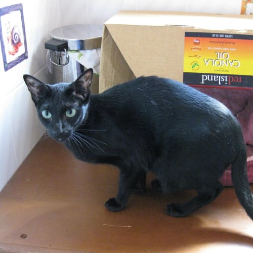 No photo for Presley