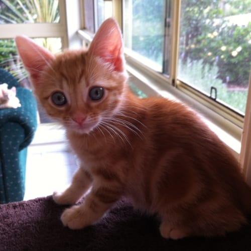 No photo for Popcorn