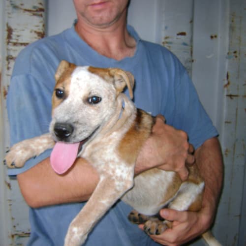 No photo for Nova *Adoption Pending*