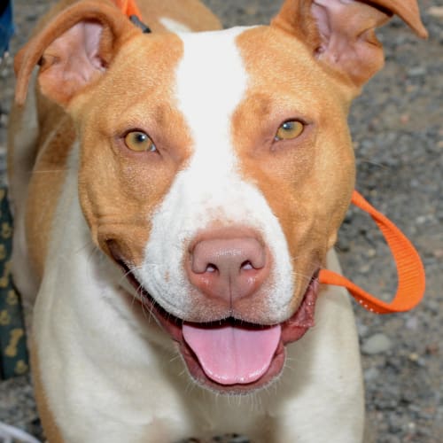 No photo for Jersey   I'm On Trial In My New Home