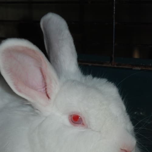 No photo for Napoleon